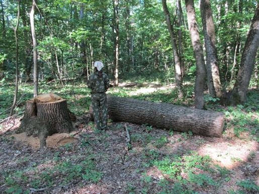 Несанкционированная рубка деревьев на территории Ялтинского горно-лесного природного заповедника