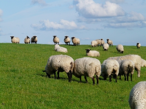 Овцеводство в Крыму никому не нужно