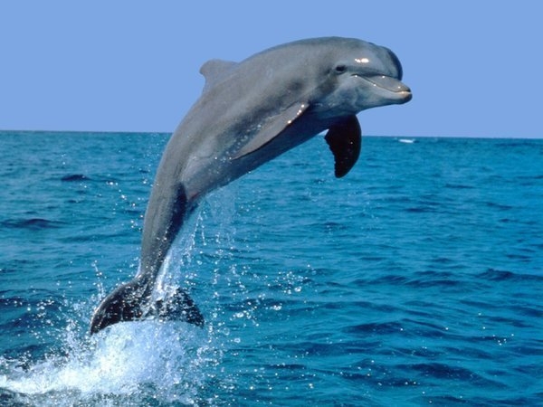 За три месяца в Крыму погибло 250 дельфинов
