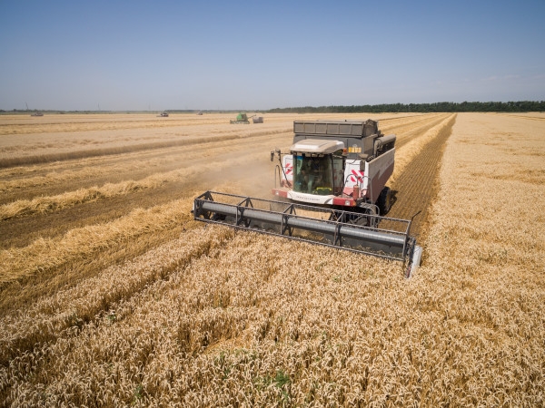 Засуха не помешает Крыму собрать урожай зерна