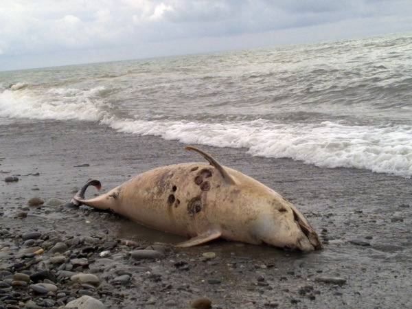 Крымские браконьеры погубили осетра и дельфинов