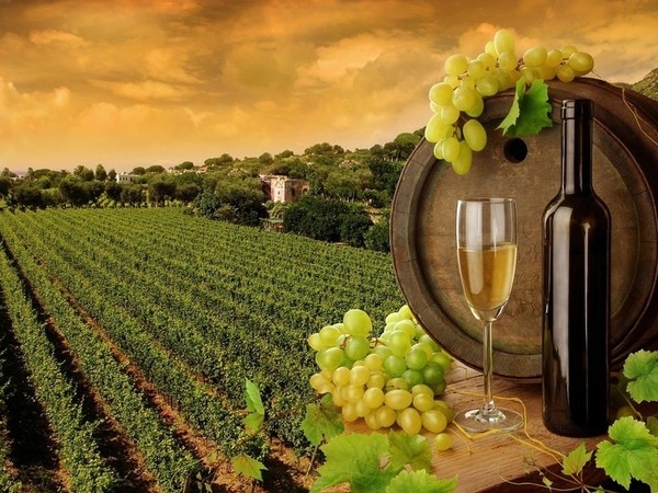 В крымском парламенте обсудили законопроект о развитии виноградарства и виноделия в России