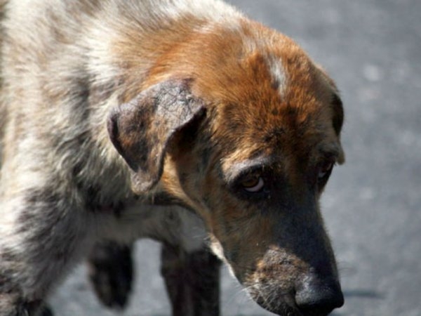 5,5 миллиона рублей - на отлов и содержание бездомных животных