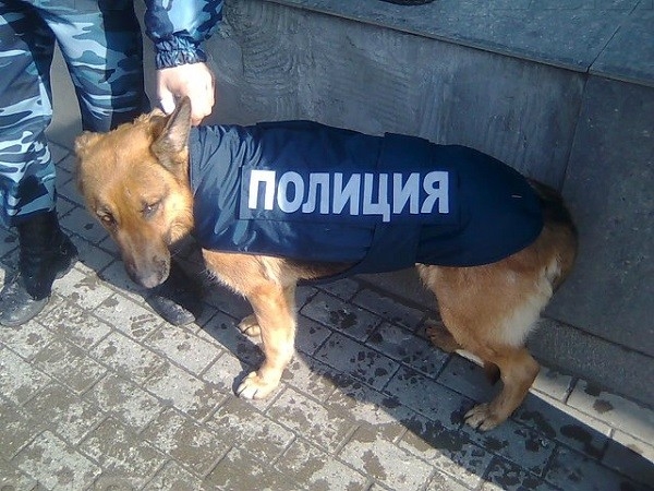 Собаки Крымской таможни остались без корма