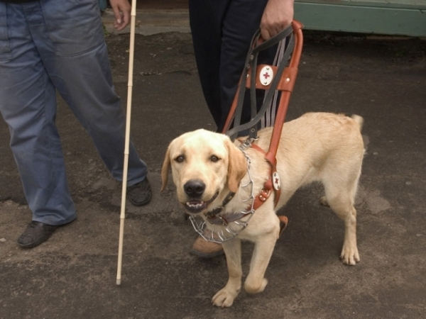 Виктор Кот и его пёс: первая в Крыму собака-поводырь живёт в Симферополе
